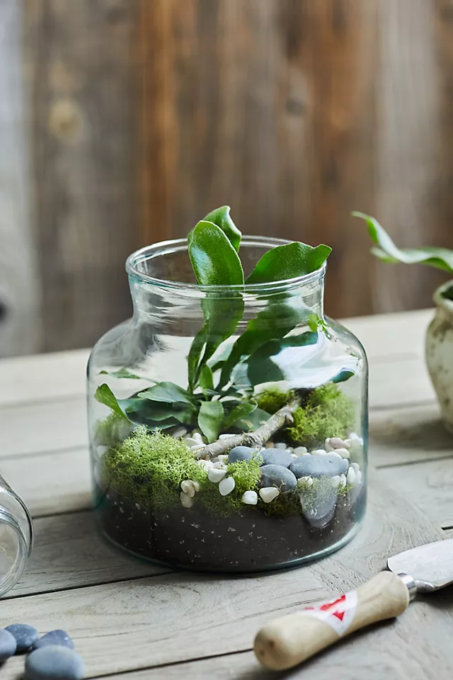 Upcycled Glass Terrarium